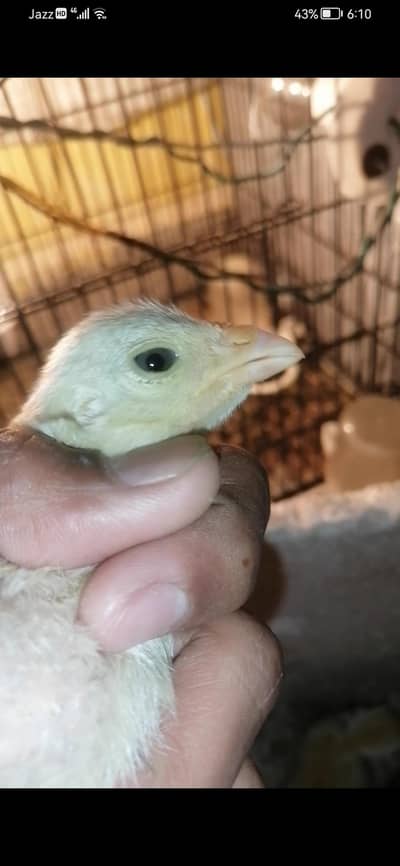 20 to 30 days chicks