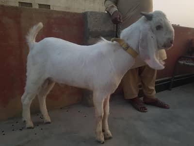 Bakra For Sell