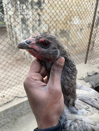 sleti burmi and Thai cross