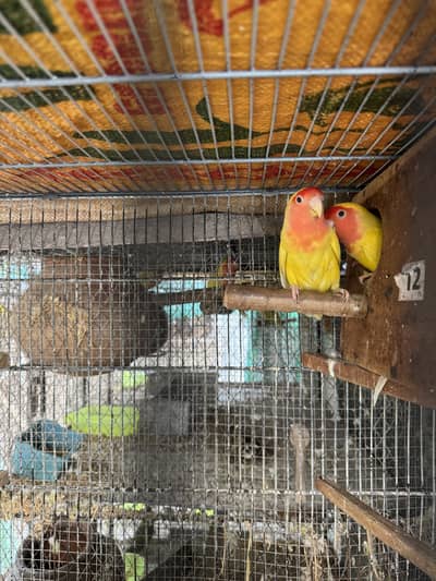 Golden Buff adult pair ready to start egg laying