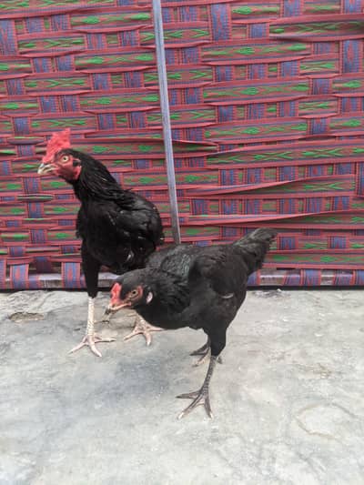 bread lasani eggs for sale