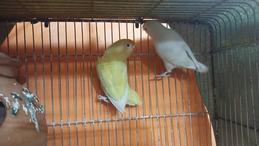 setup for sell in chep price