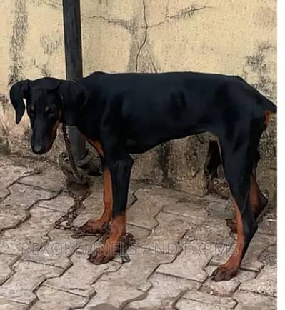 European Doberman female pedigree