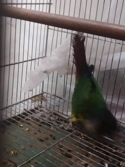 green check conure