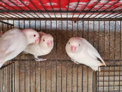 Birds available for sale