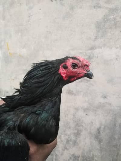 y7aseel Thai burmi pathy for sale