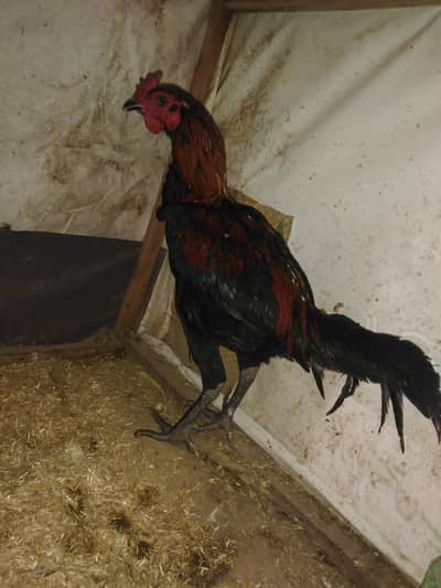 aseel Thai burmi pathy for sale