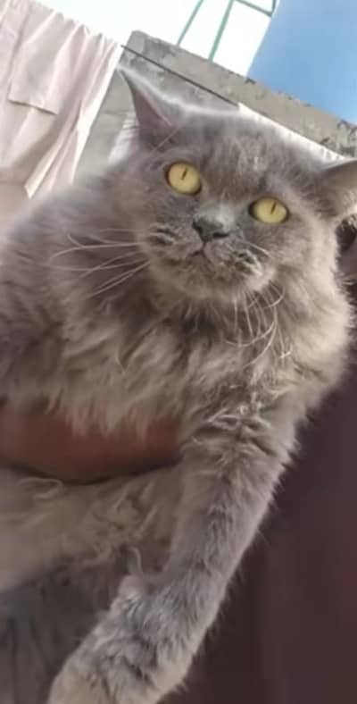 Russian female cat far sale