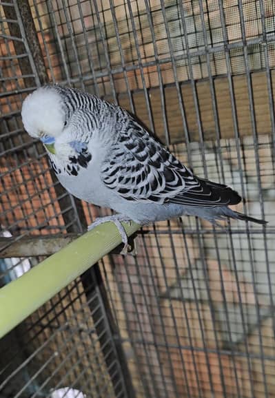 Exhibition Breeder Pair For Sale