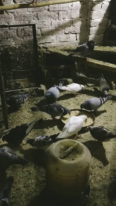 resar pigeons good quality chick's. . .