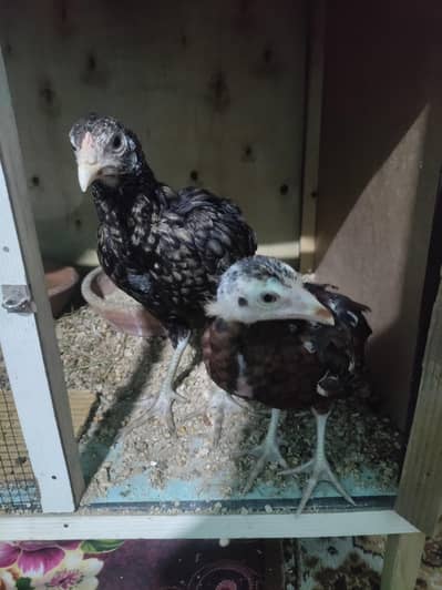 Aseel chicks for urgent sale