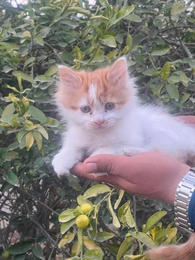 RUSSIAN CAT FOR SALE.