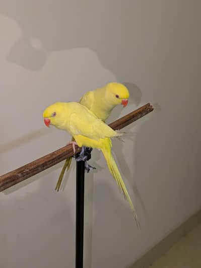 yellow parrot