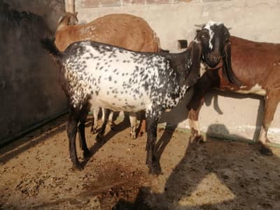 Makhi cheeni Bakrian and goats
