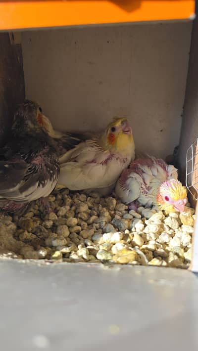 cocktail chicks