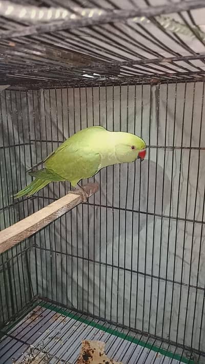 ring neck jangli for sale