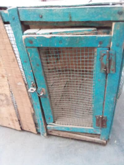 white eyes pure aseel chicks available