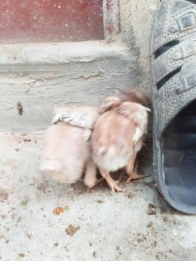 blue eyes pure aseel chicks available