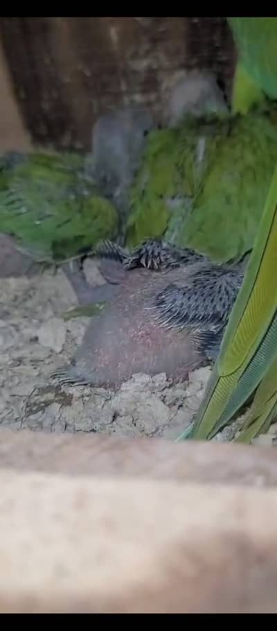 Love birds breader pair  & chicks. And Green ring neck chicks age 25daz
