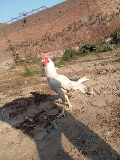 PAPER WHITE HEERA ASEEL MURGA