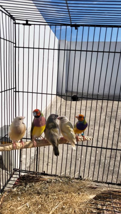 Goldian finches