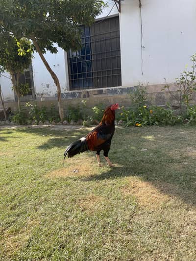 8 months asleep murga ghar ka pala hua