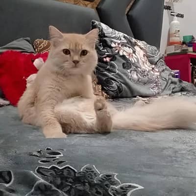 Beautiful Persian cat 