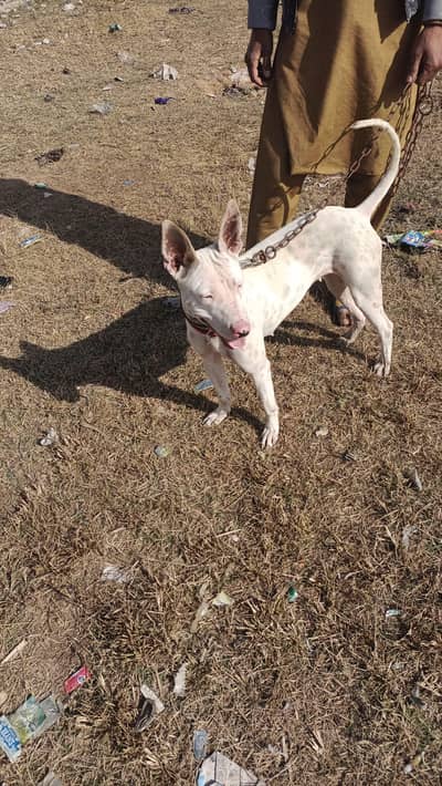 Female Bull terrier Dog