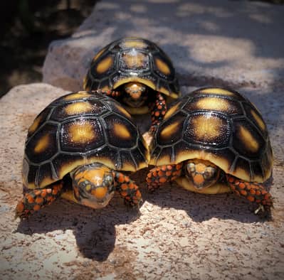 Red Footed Tortoise