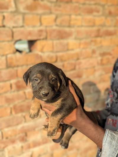 Cute Rotwillar  Puppies – Healthy & Active