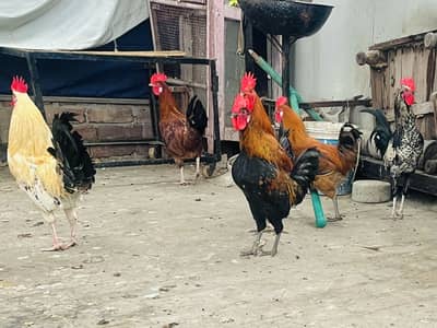 dasi murgay for sale