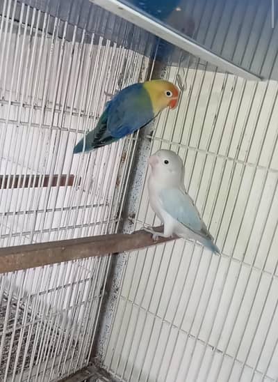 parblue opline / blue euwing opline dilute