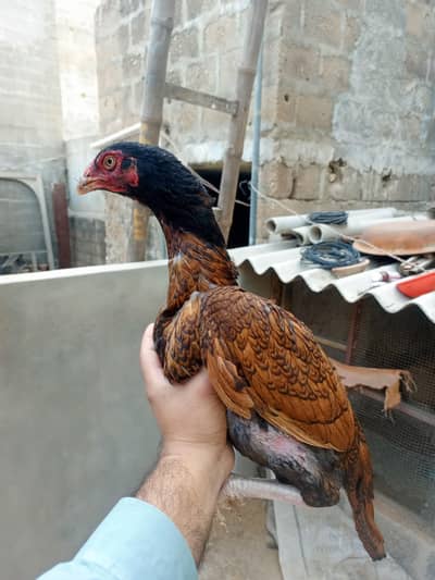 qandhari or lasani cross