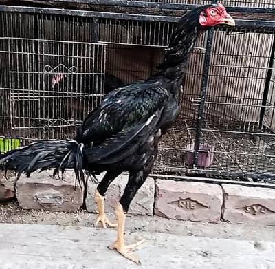 Aseel Murga , Aseel Shamo , Patha , Shamo Cross