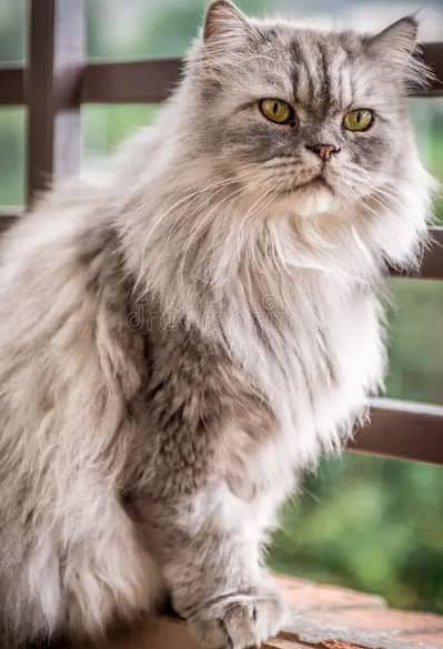 Male Persian cat available for sale