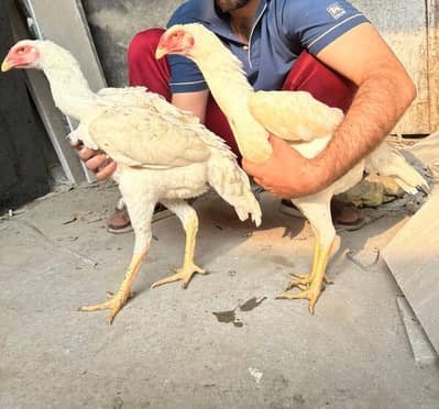 White Shamo Trio set|Aseel Shamo| imported Breed high quality hens