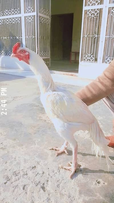 Sindhi aseel for sale / high quality aseel / pindjhatla / 03185975734