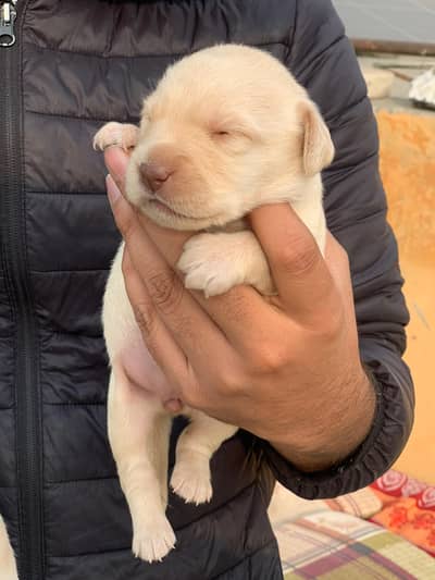 Labrador Puppy For Sale