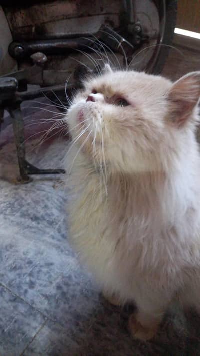 Punch face Stud malr