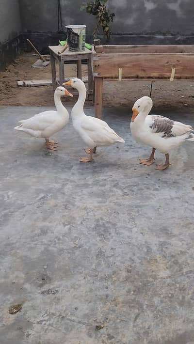 ducks for sale