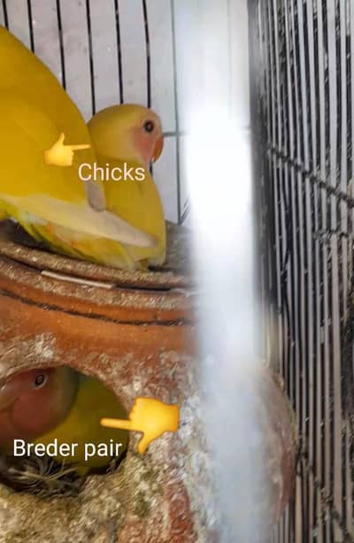 love birds red eyes for sale multan Block V Rs. 3200