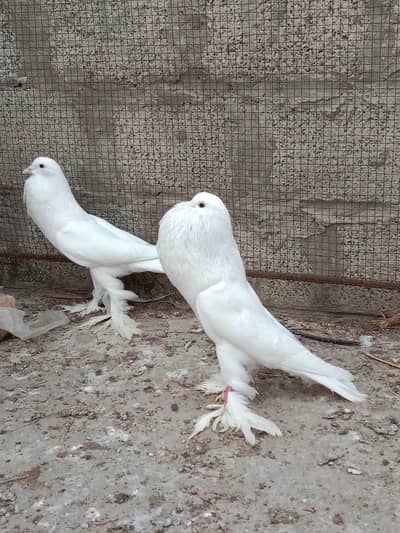 white pamorion  sherazi  and white maile and f mail available