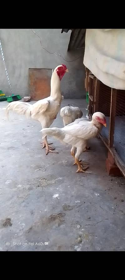 white shamou trieo set