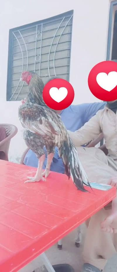 mashallah high high-quality breader male available