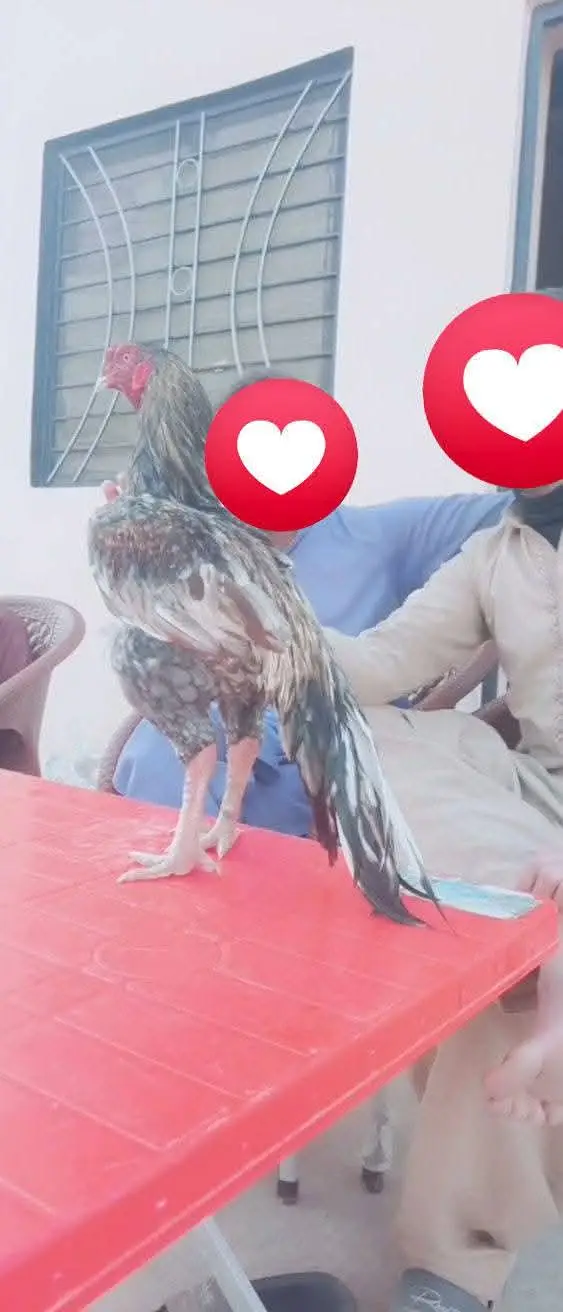mashallah high high-quality breeder male available