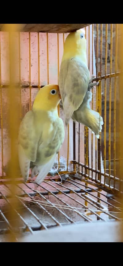 Parblue pastel pathay for sale, contact 03077965568