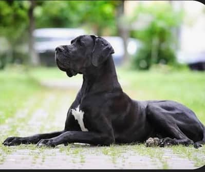 exchange great Dane pup