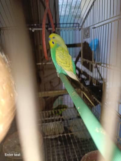 3breeder pair of bugies and 2 mails