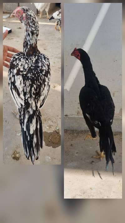 Mushka patha, cheeni pathi