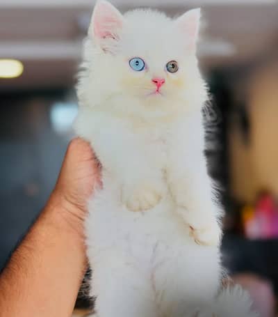 Persian Kitten